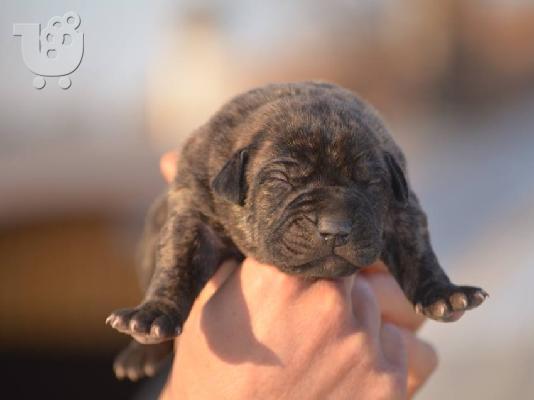 PoulaTo: Presa Canario (Dogo Canario) καθαρόαιμα με Pedigree κουταβια